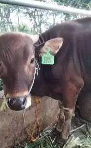 sapi bali potongan 300kilo siap hajatan nazar sedekahan rawatan manteb