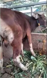 sapi bali 300kilo siap potong sedekahan nazar syukuran hajatan rawatan