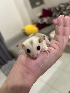 Sugar glider platinum mozaic joey betina