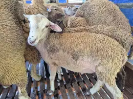 Sedia domba aqiqah