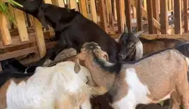 10 ekor bakalan kambing jawa jantan 5-6 bln siap ternak digemukin puas