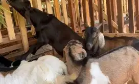 10 ekor bakalan kambing jawa jantan 5-6 bulanan siap ternak digemukin
