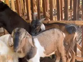 paketan 10 ekor bakalan kambing jawa jantan 5-6 bulan siap digemukin
