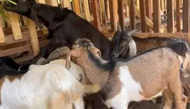 10 ekor bakalan kambing jawa jantan 5-6 bulanan siap penggemukan puas