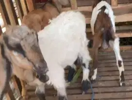 borongan 10 ekor bakalan kambing jawa jantan 5-6 bln siap penggemukan