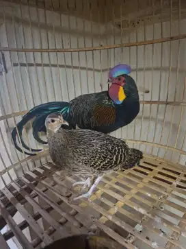 AYAM HUTAN HIJAU SEPASANG SUDAH JODOH  POLL SIAP TERNAK