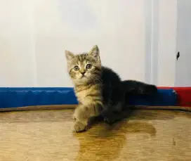 british shorthair jantan