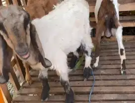 obral 10 ekor bakalan kambing jawa jantan 5-6 bln siap penggemukan top