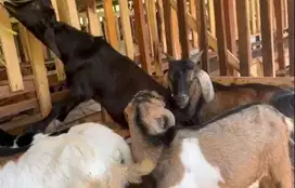 10 ekor bakalan kambing jawa jantan 5-6 bulan siap penggemukan manteb