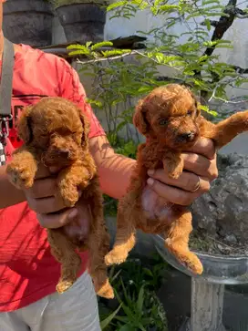 red toy poodle jefra kennel