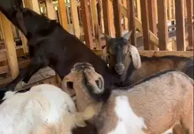 borongan 10 ekor bakalan kambing jawa jantan 5-6 bulanan siap ternak