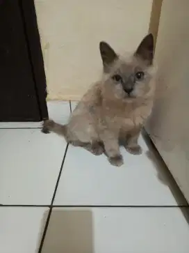 Kitten Syam-Himalaya 4 bln