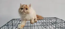 Peaknose jantan kitten