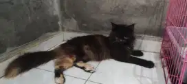 Mainecoon betina