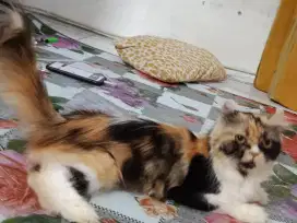 indukan kucing kinkalaw
