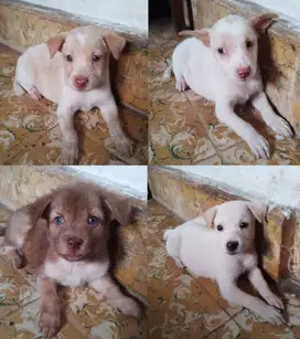 Dijual! Anak Anjing Gemas – Usia 4 Bulanan, Sehat & Lucu