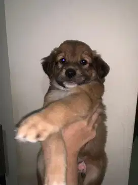 Anak anjing labrador mix kokonii