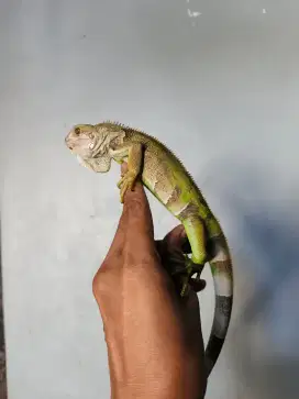 Iguana columb clasic,,prediksi jantan,,