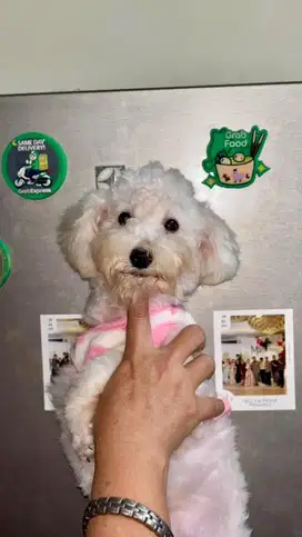 White Poodle Female Betina