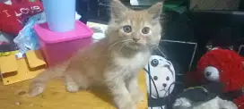 Lepas adopsi kitten Persia ceper x Scottish fold(foto induknya diakhir