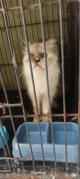 Induk proven kucing persia himalaya