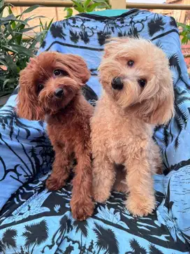 Poodle Betina Lucu