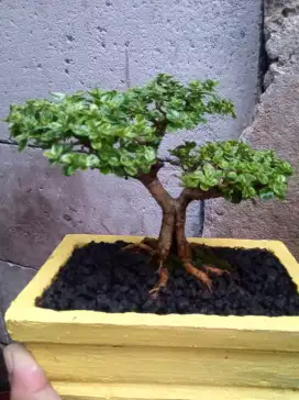 Bonsai Sancang Varigata The Max