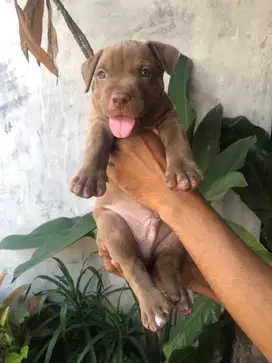 Pitbull puppy red noise