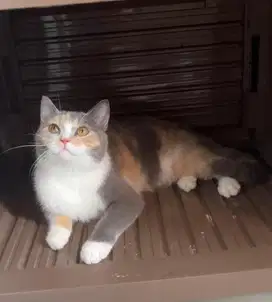 Kucing british shorthair bsh british short hair