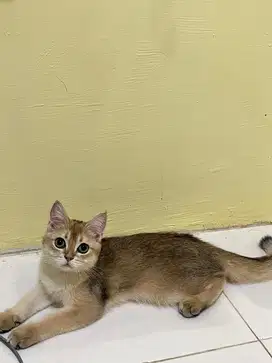 bsh golden jantan