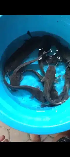 Lele siap konsumsi