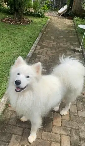 Pacak anjing samoyed