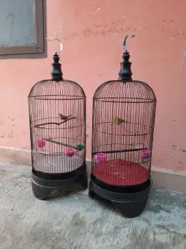 Prenjak dan pleci + sangkarnya