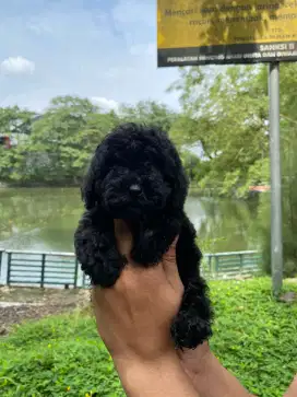 Poodle betina 3 bulan