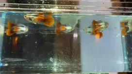 guppy prtde size juve