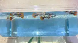 jual ikan guppy,murmer