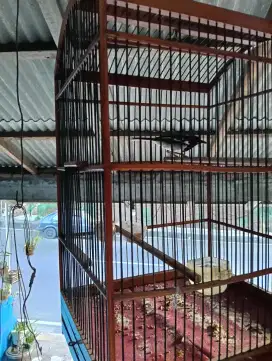Burung_Kacer_Gacor