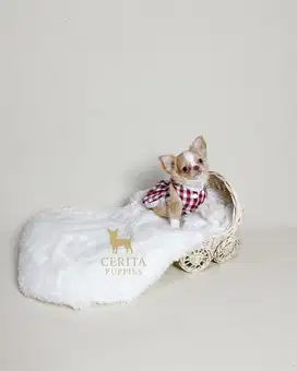 Chihuahua Longhair Betina Super Cantik Stambum Perkin & Vaksin