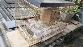 Kandang Lovebird