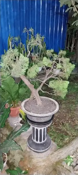 Bonsai cemara sinensis