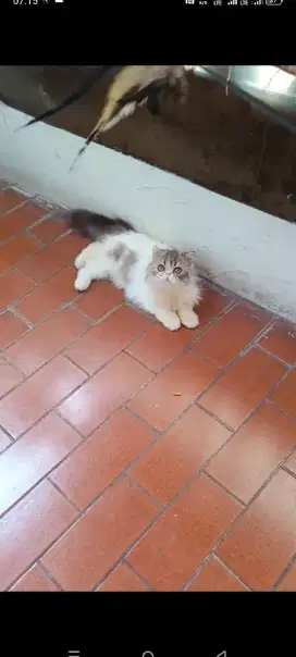 Kitten persia betina peaknose