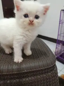 Mix breed bsh import & exo