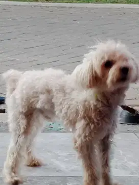 Toy poodle white jantan stb