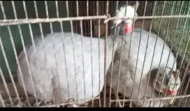Ayam mutiara indukan sepasng