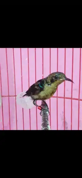 Burung kolibri ninja gacor