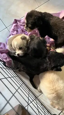 Anakan anjing pom
