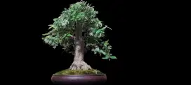 Bonsai anting putri