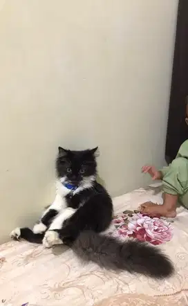 Open adopt kucing persia jantan