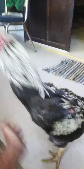 Jual ayam jago bangkok siap adu