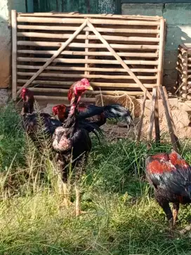 Dijual borong Ayam bangkok usia 6 bln